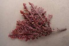 Johansenia macmillanii thumbnail 2