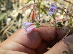two-leaf beardtongue thumbnail 2