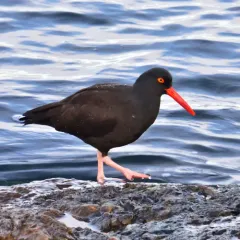Black Oystercatcher thumbnail 2