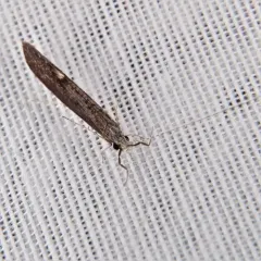 American Long-horned Caddisfly thumbnail 3