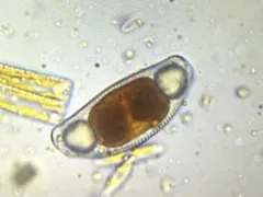 Encyonema leibleinii thumbnail 1
