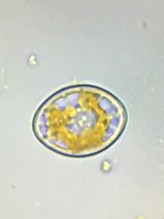 Cocconeis pediculus thumbnail 2