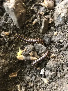 Long-flange Millipede thumbnail 2