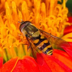 Black-thighed Flower Fly thumbnail 4