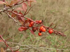 Himalayan firethorn thumbnail 4