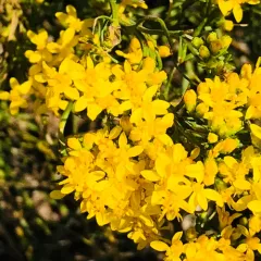 Broom Snakeweed thumbnail 2