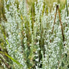fringed sagebrush thumbnail 3