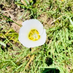 Gunnison's Mariposa Lily thumbnail 3
