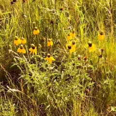 upright prairie coneflower thumbnail 3