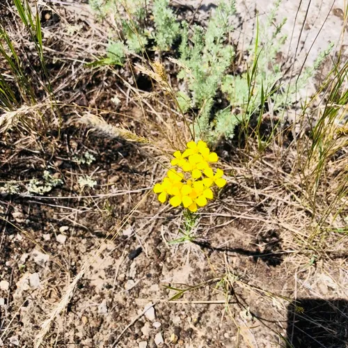Prairie-rocket Wallflower