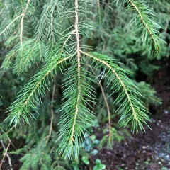 Sitka spruce thumbnail 2