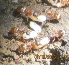 Bright Mound Ant thumbnail 2