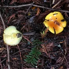 Golden Waxy Cap thumbnail 1