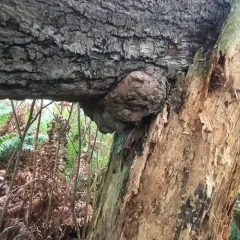 bacterial crown gall thumbnail 1