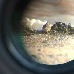 Semipalmated Plover thumbnail 2