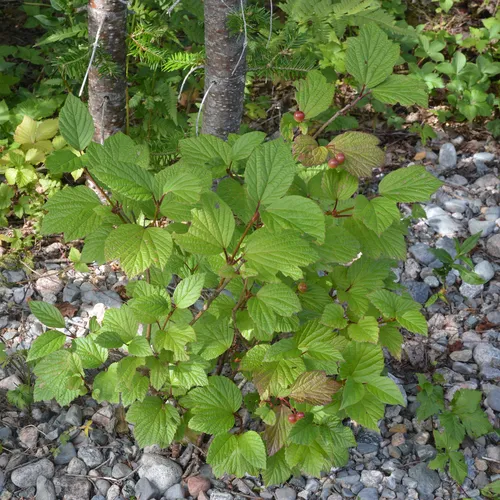 squashberry