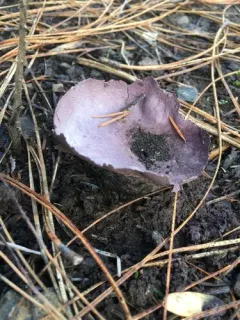 Calvatia fragilis thumbnail 1