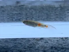 Guppy thumbnail 2