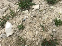 Milky Whitlow-grass thumbnail 4