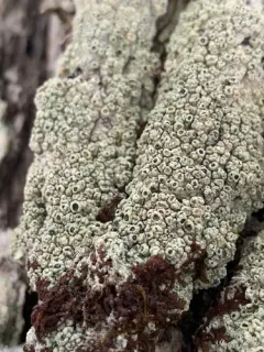 Pertusaria rubefacta thumbnail 3