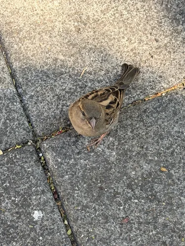 House Sparrow