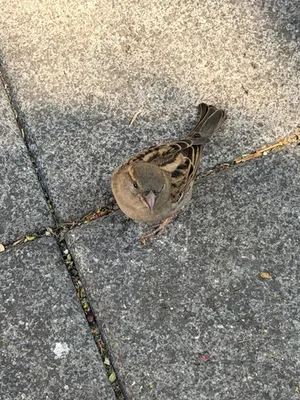 House Sparrow thumbnail 1