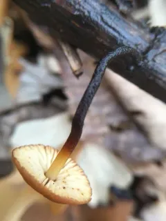 Cabbage Parachute thumbnail 4