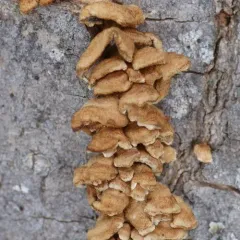 crimped gill thumbnail 5