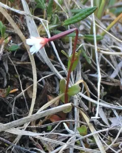 Dahurian Willowherb thumbnail 1