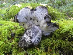 Boletopsis leucomelaena thumbnail 4