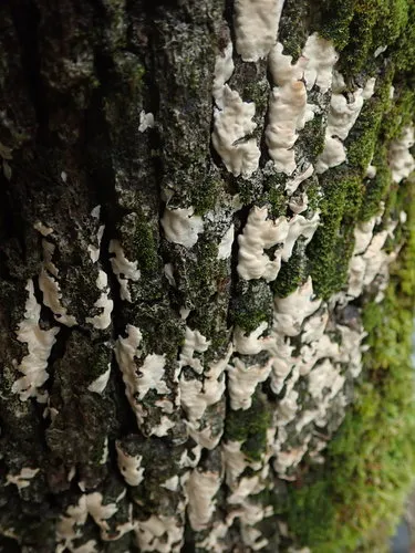 Dendrothele candida