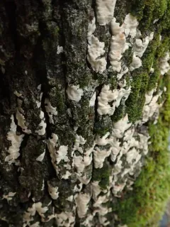 Dendrothele candida thumbnail 1