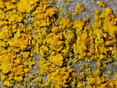 Polycauliona stellata thumbnail 1