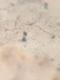 Microcalicium loraasii thumbnail 3