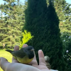 Mourning Warbler thumbnail 4