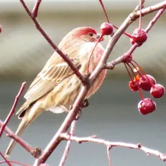 House Finch thumbnail 2