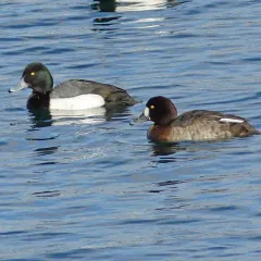 Greater Scaup thumbnail 2