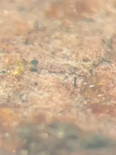 Chaenothecopsis marcineae