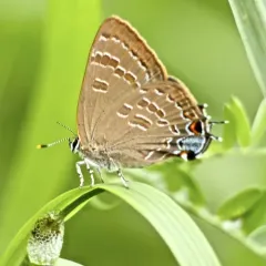 Hickory Hairstreak thumbnail 1
