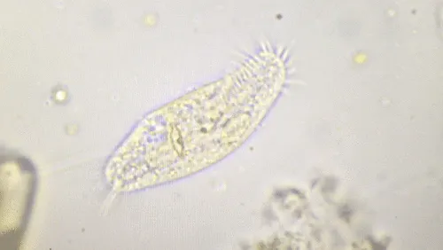Holosticha pullaster