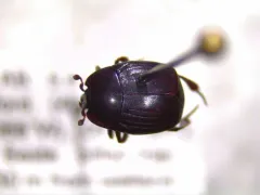 Margarinotus harrisii thumbnail 1