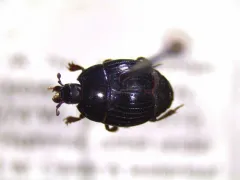 Atholus sedecimstriatus thumbnail 4