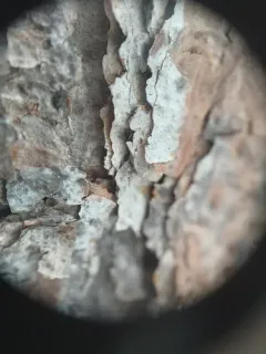 Microcalicium loraasii thumbnail 4