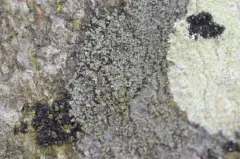 Rinodina bullata thumbnail 2