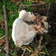 Orange Rough-cap Tooth thumbnail 2