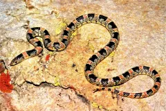 Long-nosed Snake thumbnail 2
