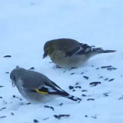 Gray-crowned Goldfinch thumbnail 2