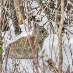 Mountain Cottontail thumbnail 3
