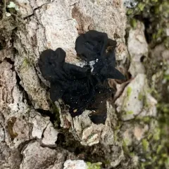 Tree Jelly thumbnail 2