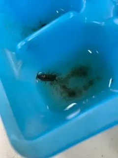 Eastern Waterslater thumbnail 4